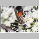 Craesus alniastri - Blattwespe w01c 8mm - OS-Hellern Wiese det06.jpg
